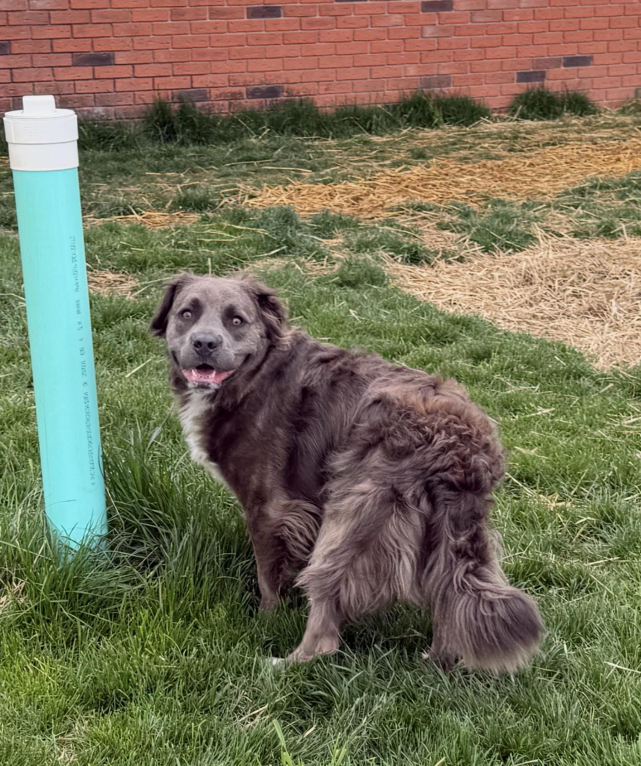 Enlarge Vlad, an adopted mixed breed in Archbold , OH image 2/2