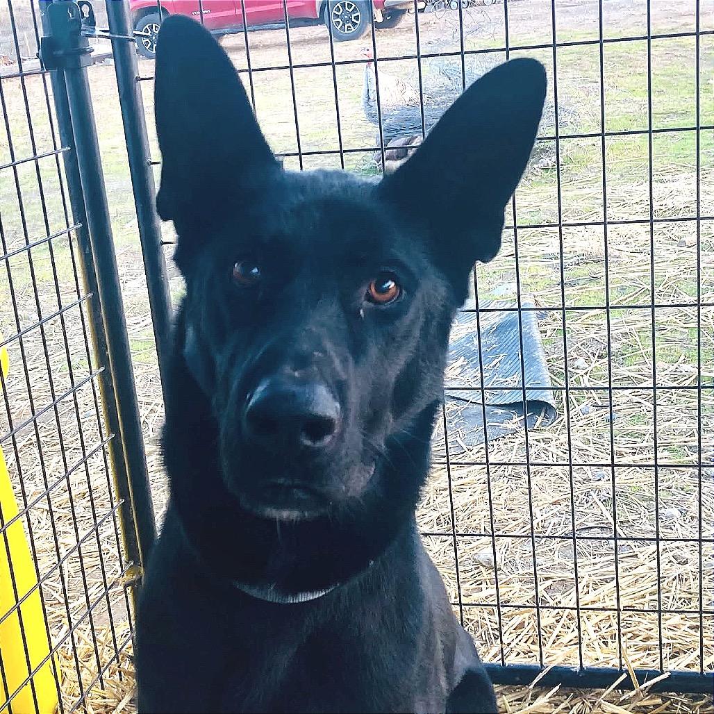 Emmit, Adoptable, Adult Male Shepherd.