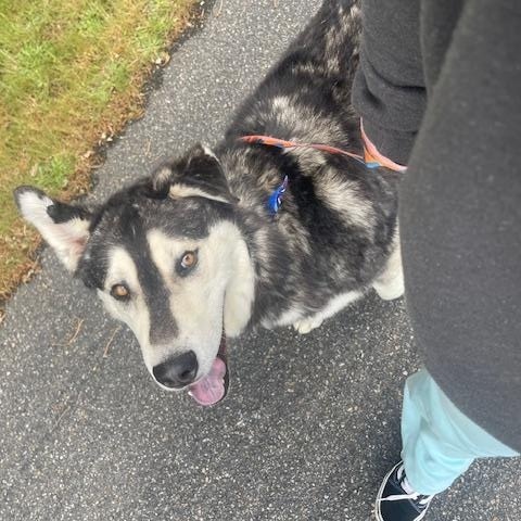Yellow, a Adoptable mixed breed in Gig Harbor, WA image 3/5