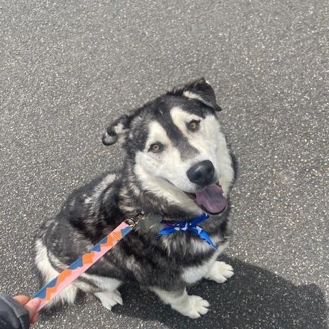 Yellow, a Adoptable mixed breed in Gig Harbor, WA image 4/5