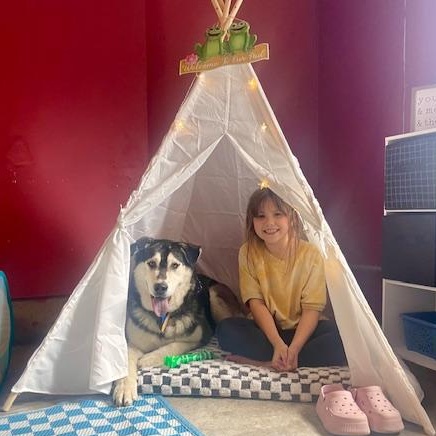 Yellow, Adoptable, Adult Male Alaskan Malamute & Husky.