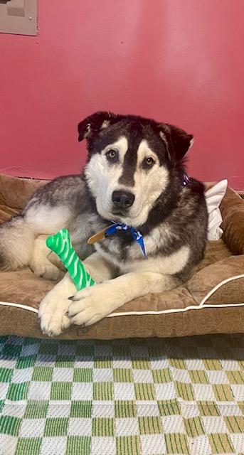 Yellow, a Adoptable mixed breed in Gig Harbor, WA image 5/5