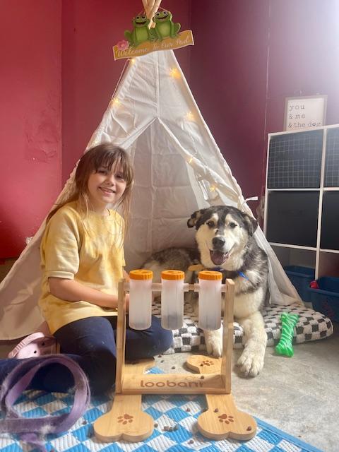 Yellow, a Adoptable mixed breed in Gig Harbor, WA image 2/5