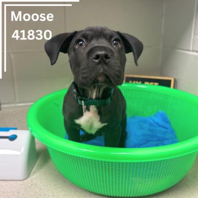 Moose 2