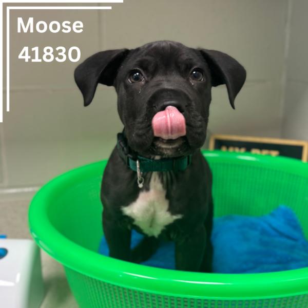 Moose