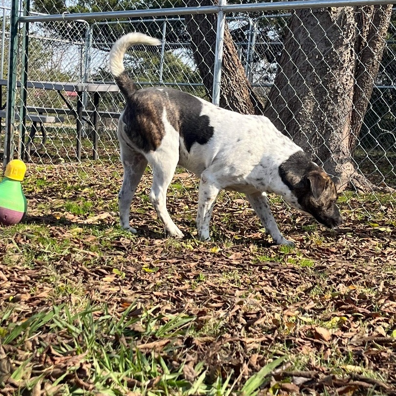 Jackson — thumbnail 2