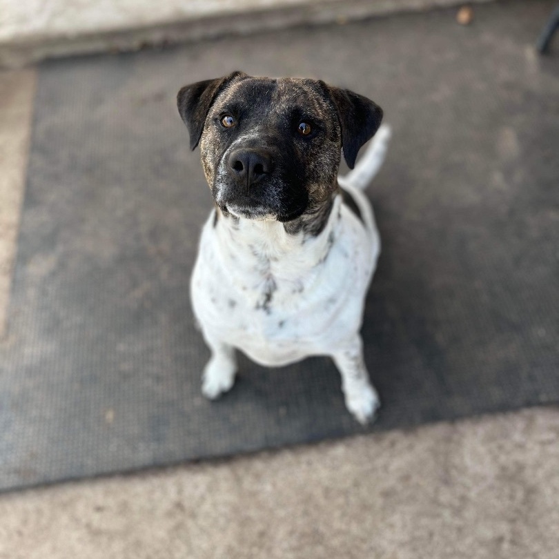 Jackson — thumbnail 3