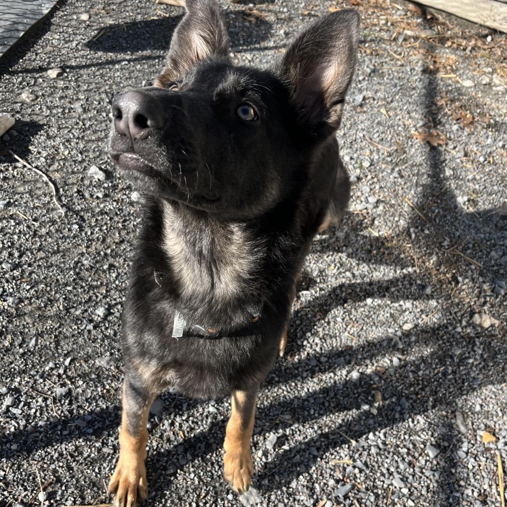 Maizey (26-014), Adoptable, Young Female German Shepherd Dog.