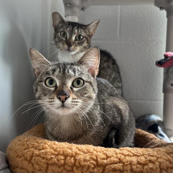 Enlarge Yarrow - Bonded W/ Royal, a Adoptable mixed breed in Silverdale, WA image 2/2