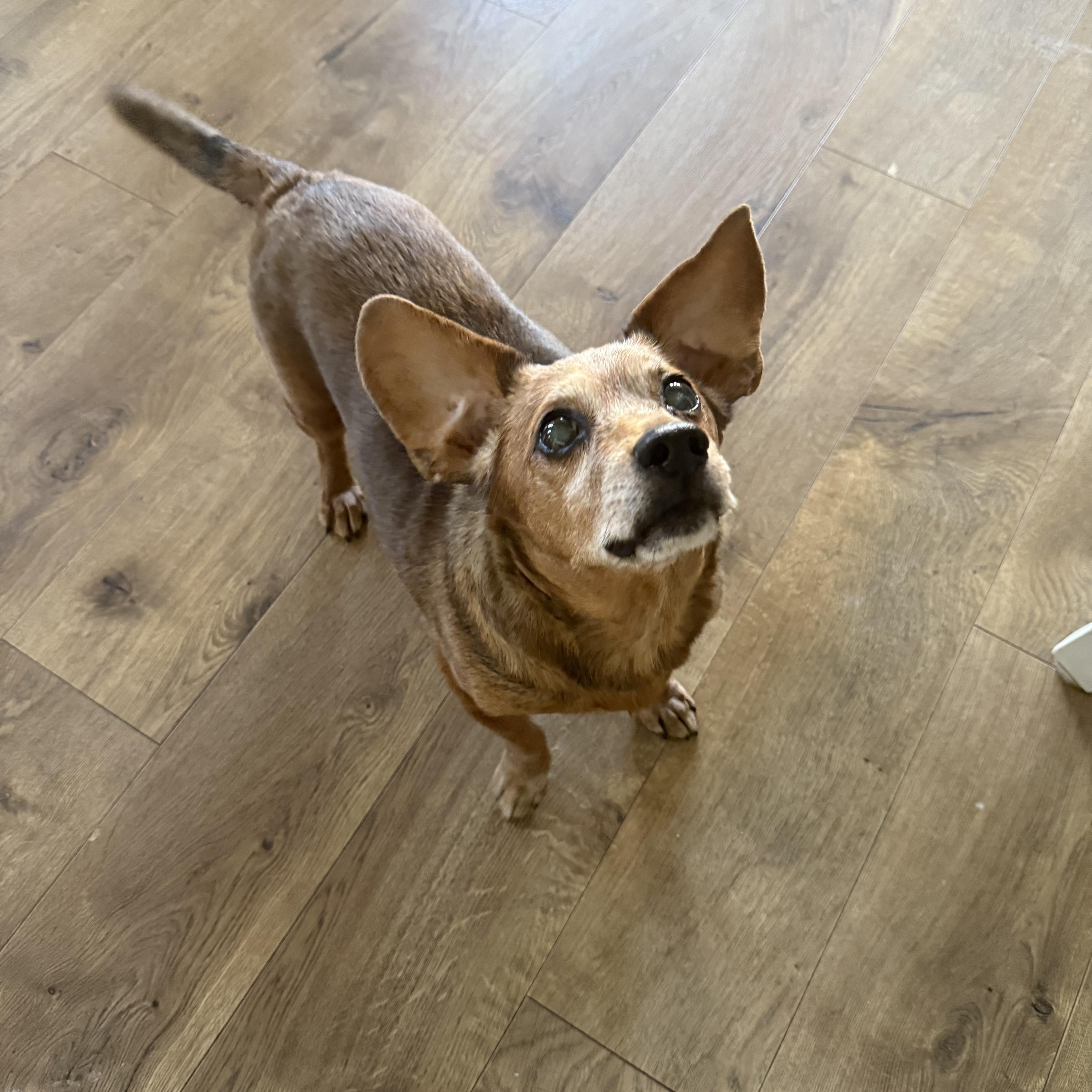 Enlarge Rufus, an adopted mixed breed in Scottsdale, AZ image 4/6