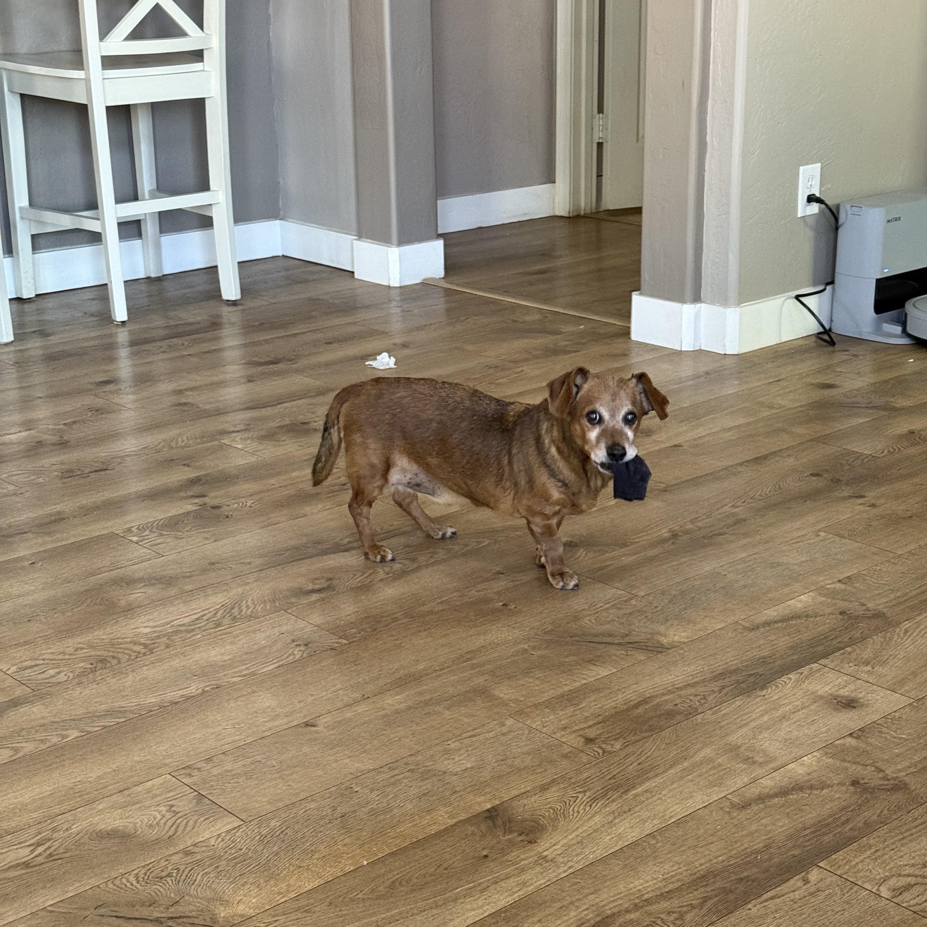 Enlarge Rufus, an adopted mixed breed in Scottsdale, AZ image 6/6
