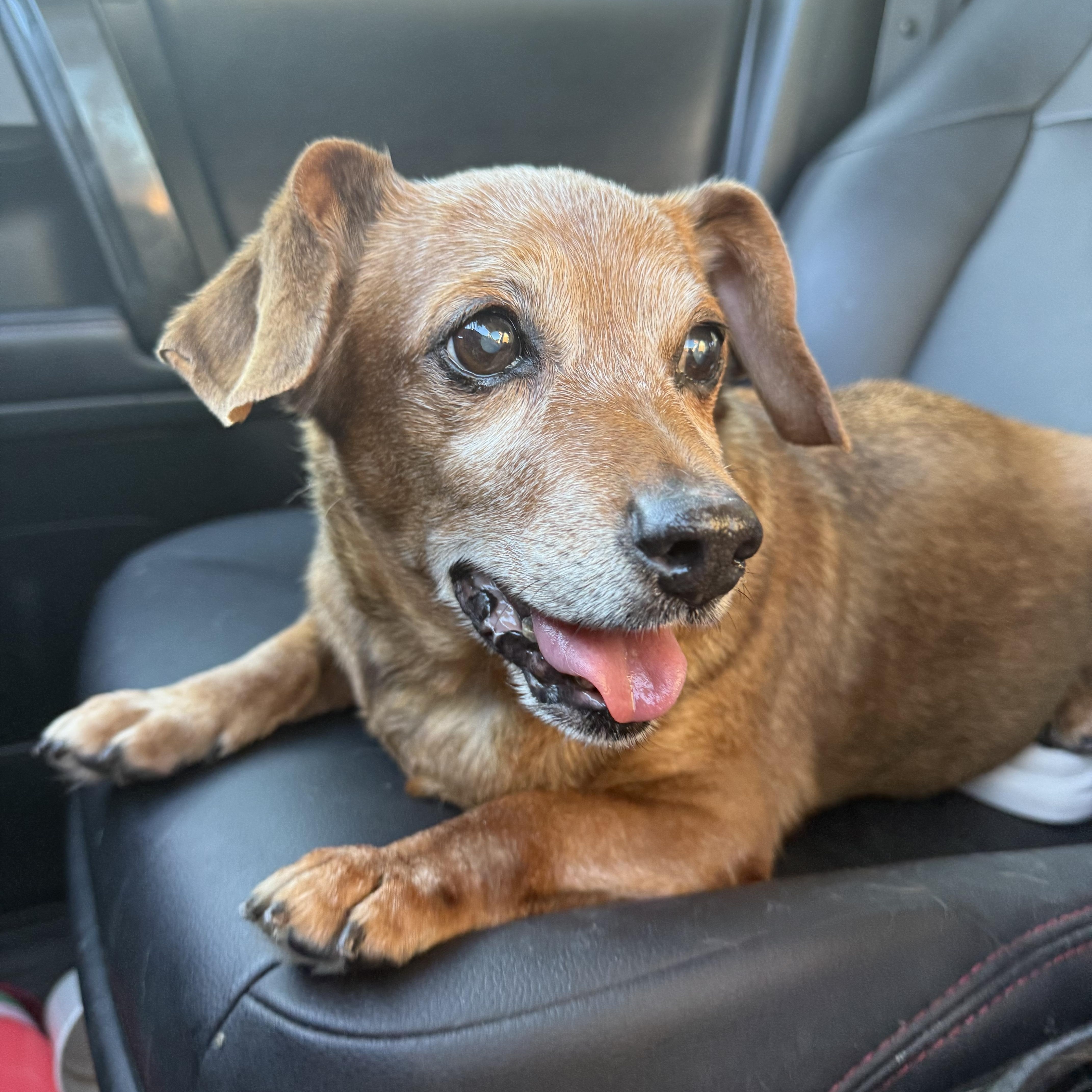 Enlarge Rufus, an adopted mixed breed in Scottsdale, AZ image 5/6
