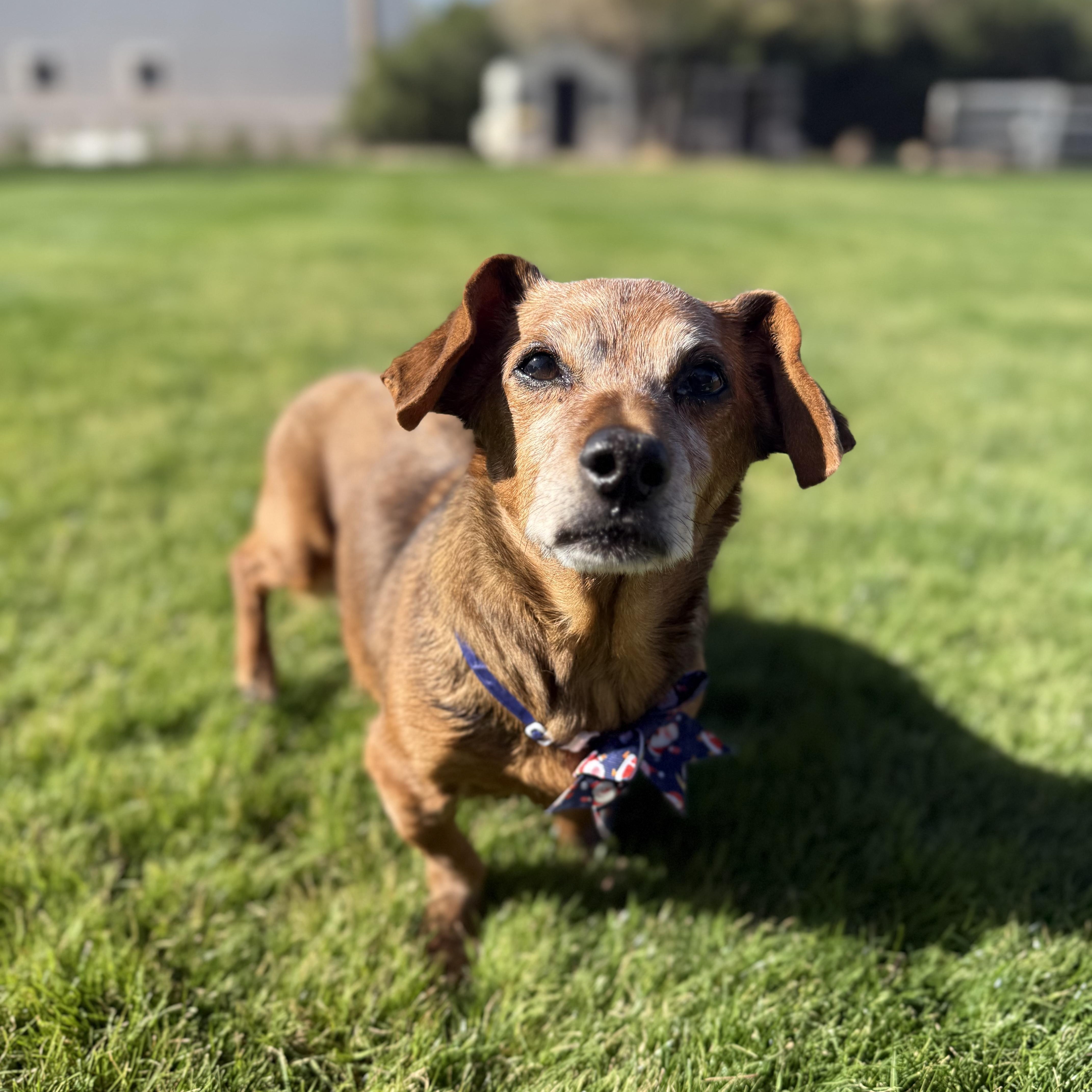 Enlarge Rufus, an adopted mixed breed in Scottsdale, AZ image 2/6