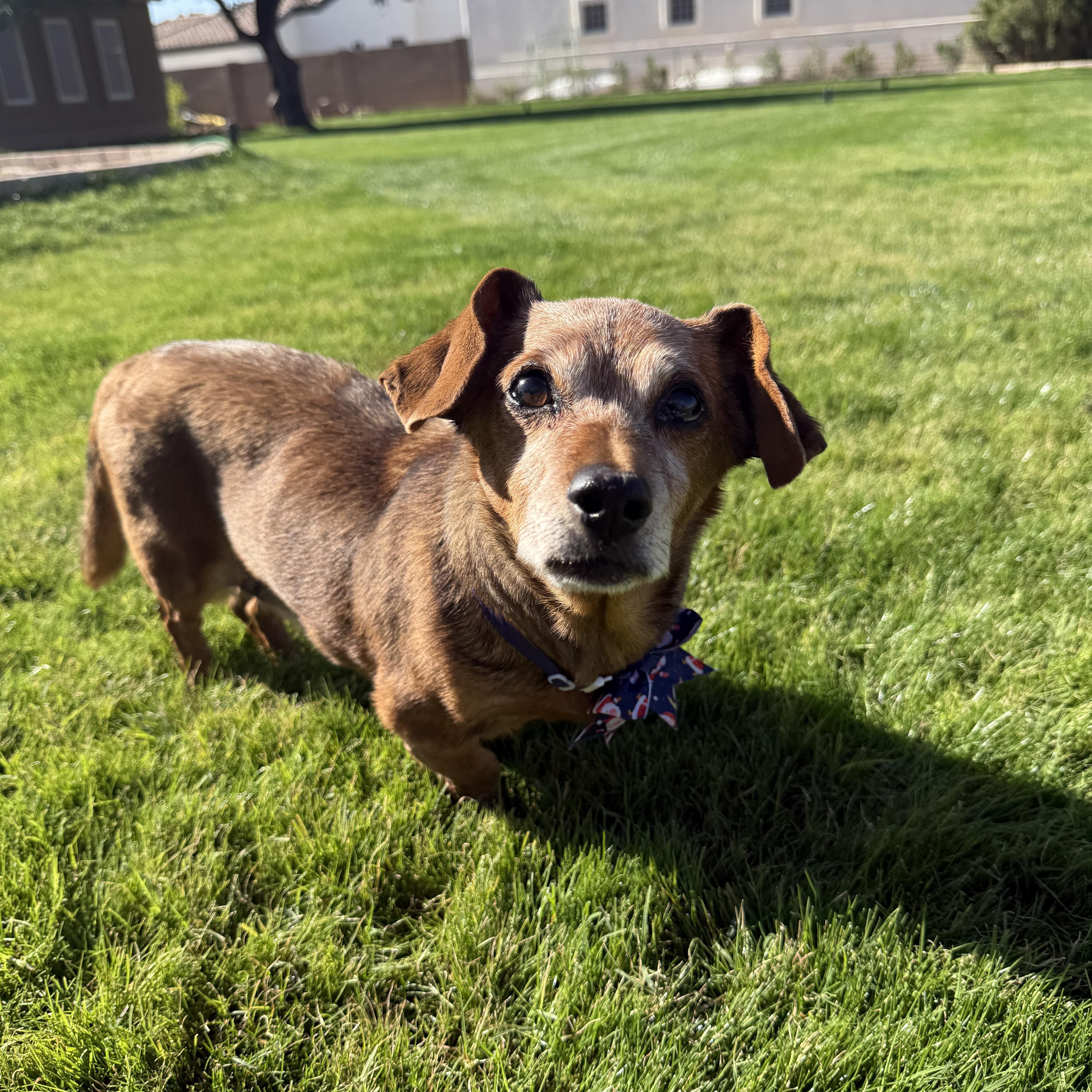 Enlarge Rufus, an adopted mixed breed in Scottsdale, AZ image 3/6