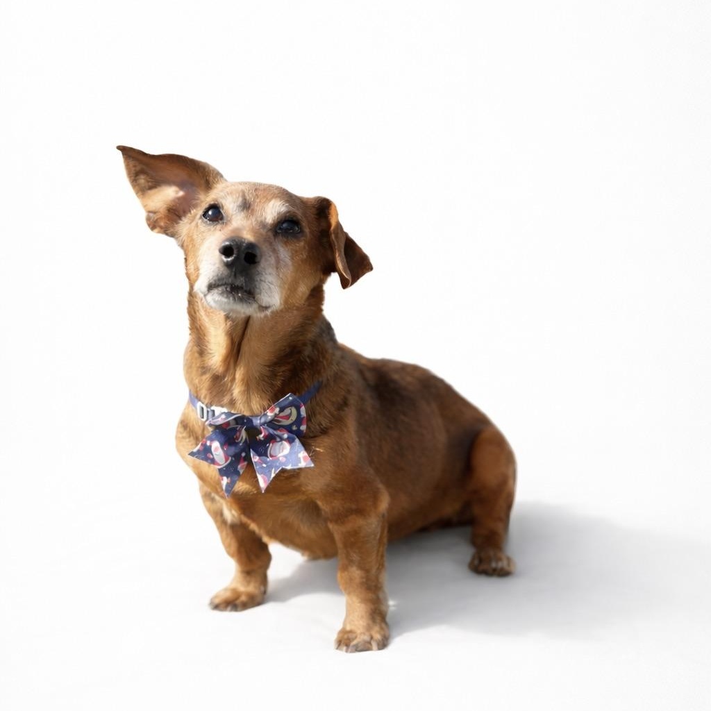 Enlarge Rufus, an adopted mixed breed in Scottsdale, AZ image 1/6