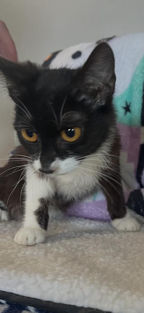 Enlarge Paws, a Adoptable mixed breed in Cedartown, GA image 1/2