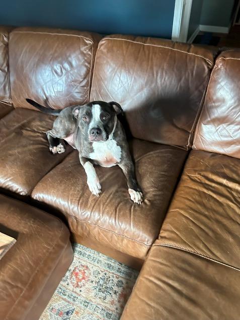 Poppy, a Adoptable American Staffordshire Terrier in Fountaintown, IN image 2/10