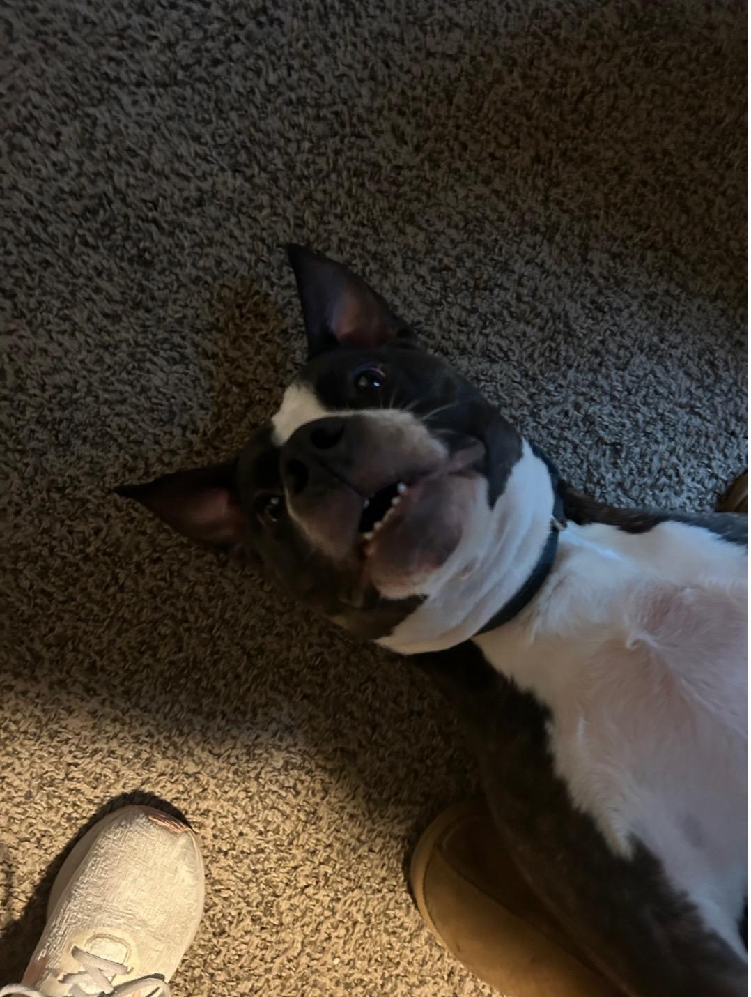 Poppy, a Adoptable American Staffordshire Terrier in Fountaintown, IN image 4/10