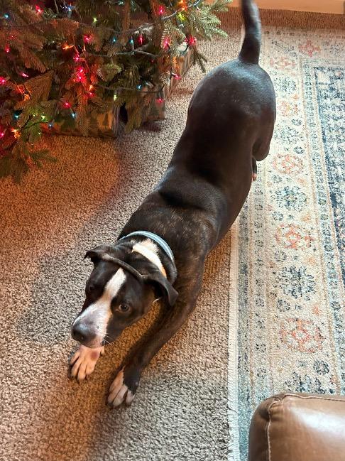 Poppy, a Adoptable American Staffordshire Terrier in Fountaintown, IN image 6/10