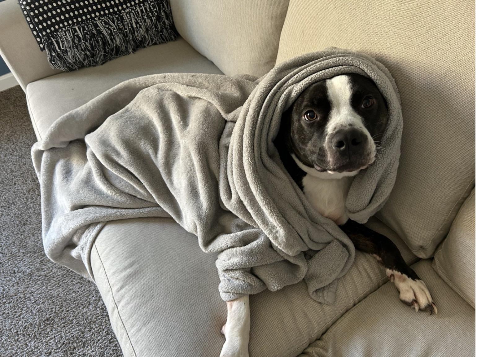 Enlarge Poppy, a Adoptable American Staffordshire Terrier in Fountaintown, IN image 9/10