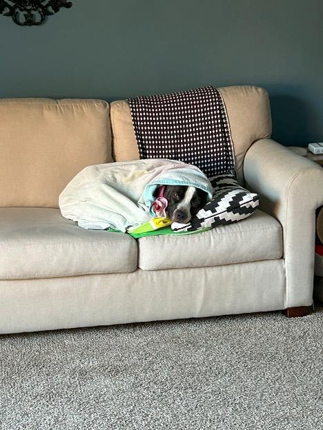 Enlarge Poppy, a Adoptable American Staffordshire Terrier in Fountaintown, IN image 10/10