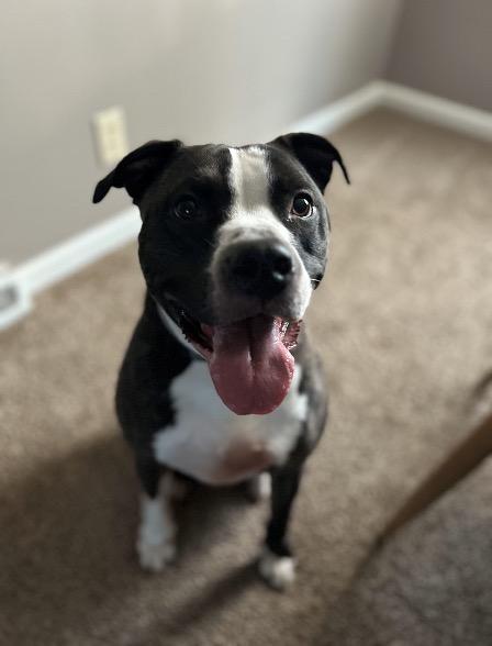 Poppy, a Adoptable American Staffordshire Terrier in Fountaintown, IN image 1/10
