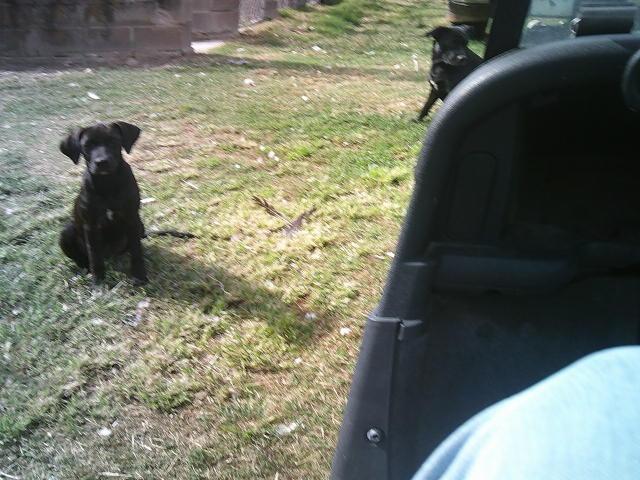 MAGGIE, Adoptable, Puppy Female Black Labrador Retriever.