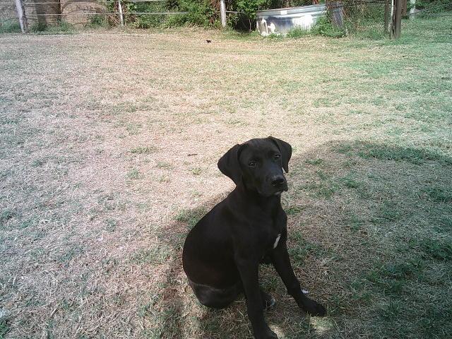Enlarge MAGGIE, a Adoptable mixed breed in Kellyville, OK image 5/6