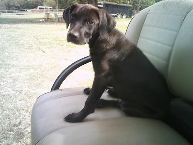 Enlarge MAGGIE, a Adoptable mixed breed in Kellyville, OK image 6/6