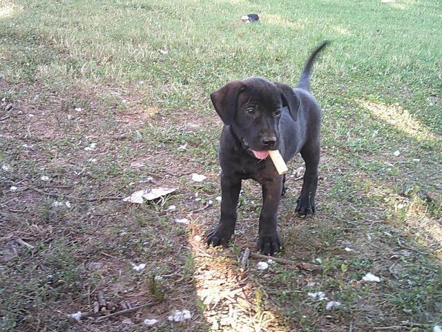 Enlarge MAGGIE, a Adoptable mixed breed in Kellyville, OK image 2/6