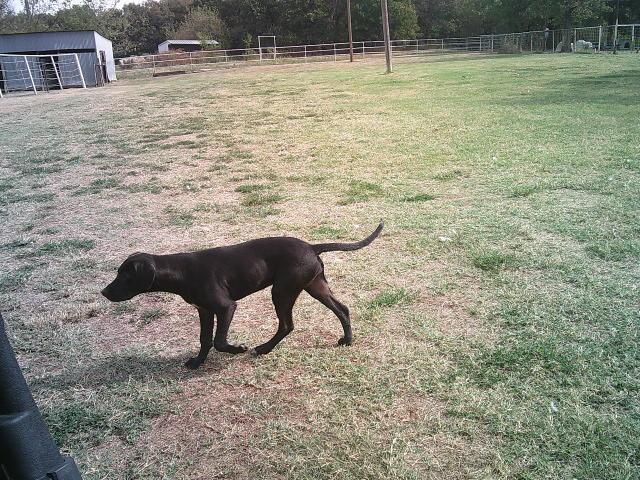 Enlarge MAGGIE, a Adoptable mixed breed in Kellyville, OK image 4/6