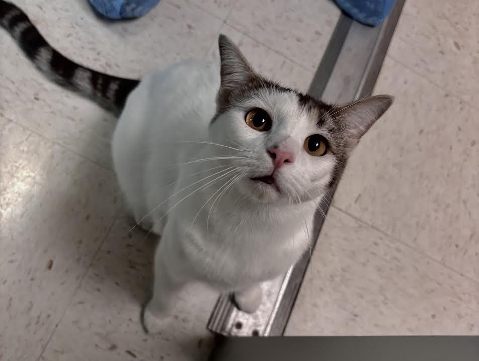 Missy, Adoptable, Adult Female Domestic Short Hair.