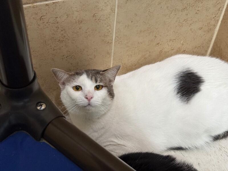 Enlarge Missy, a Adoptable Domestic Short Hair in Hobbs, NM image 2/2