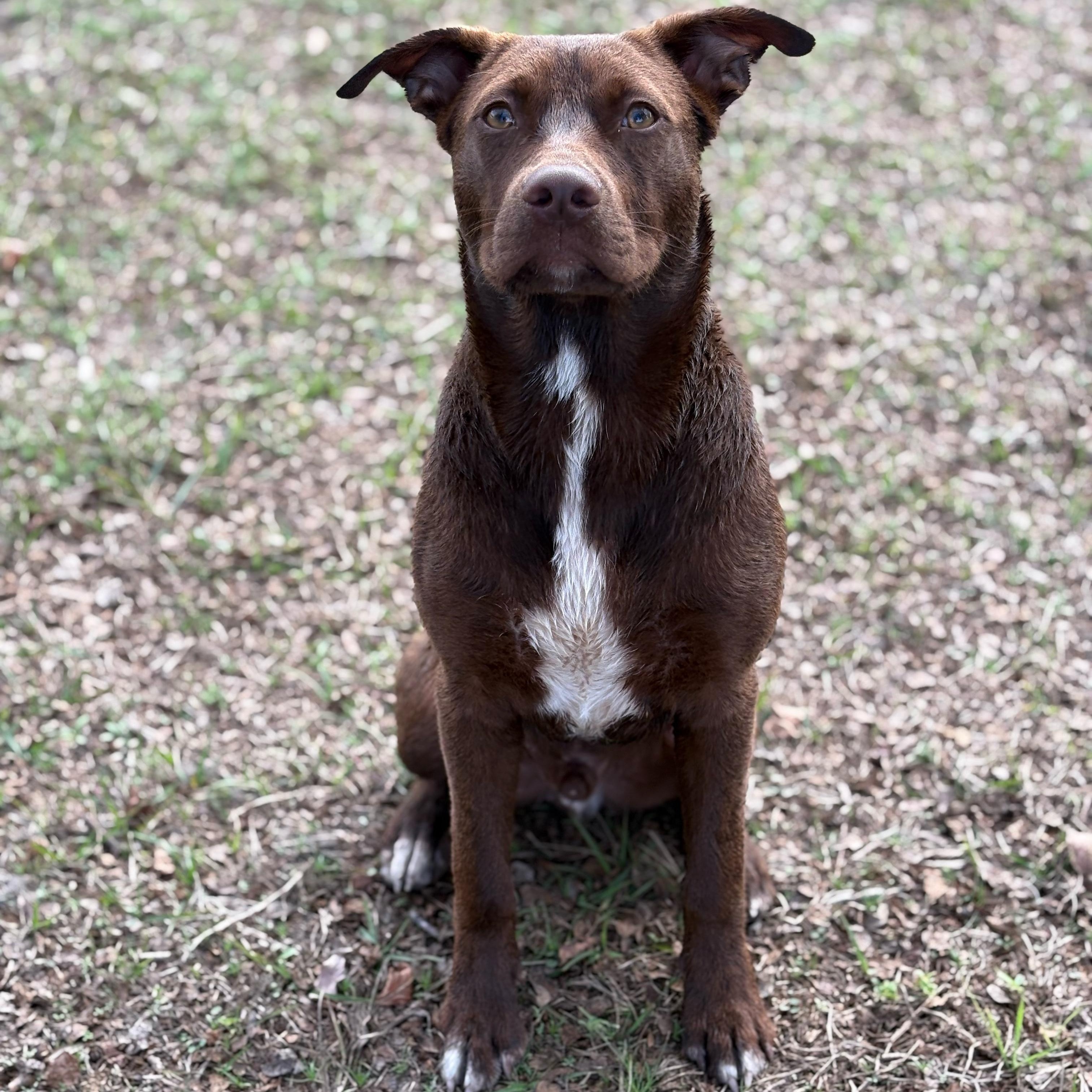 Enlarge Moose, a ADOPTABLE mixed breed in Valdosta, GA image 1/3
