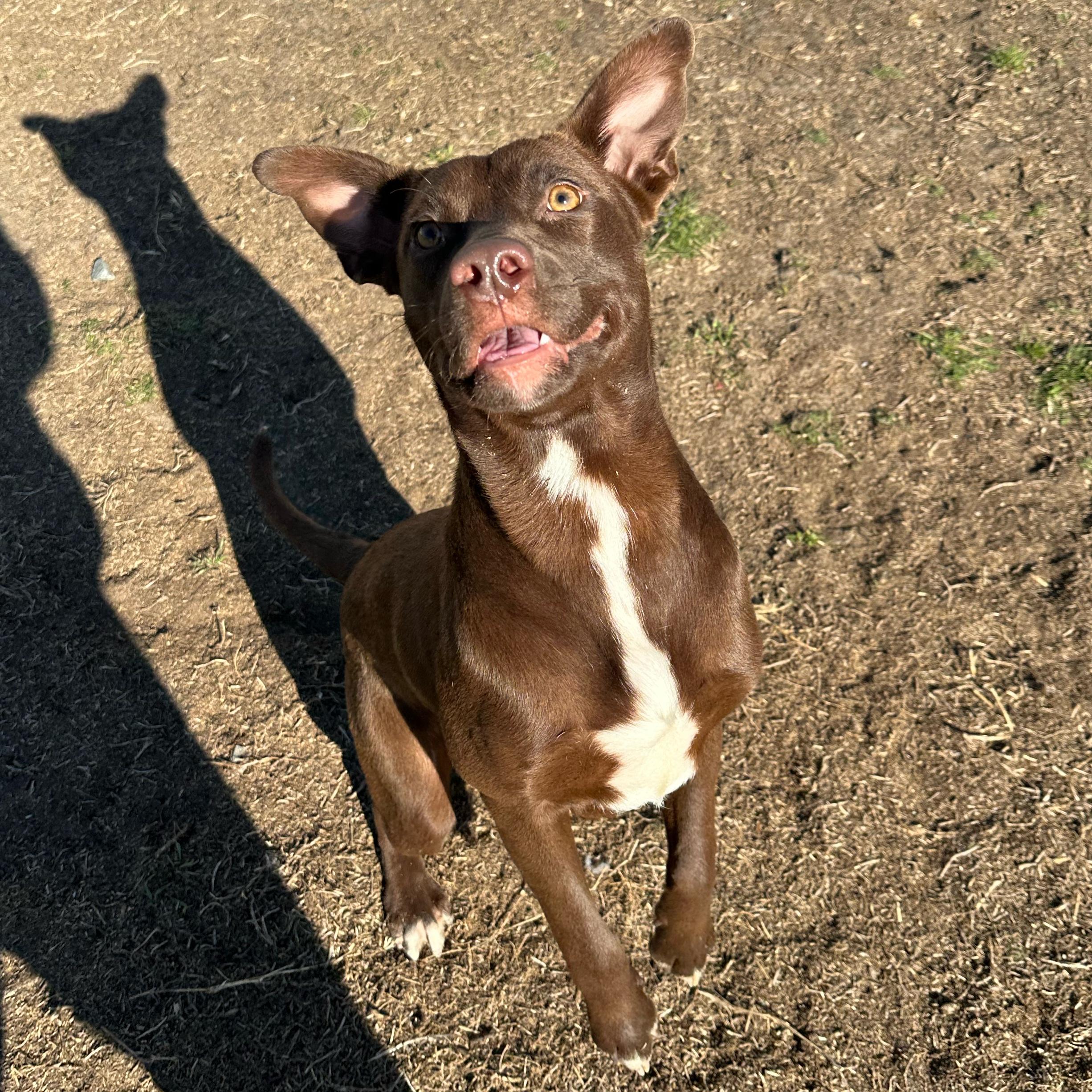 Enlarge Moose, a ADOPTABLE mixed breed in Valdosta, GA image 5/5