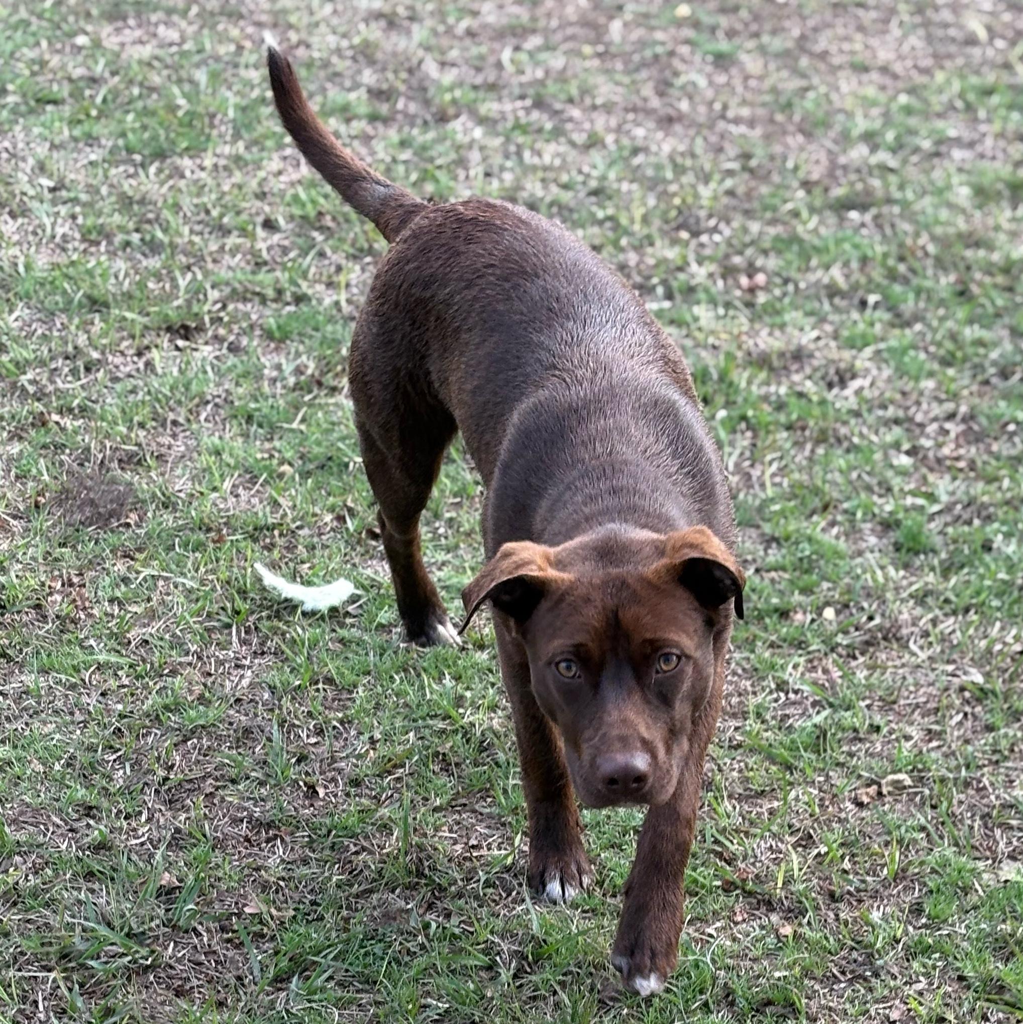 Enlarge Moose, a ADOPTABLE mixed breed in Valdosta, GA image 2/3