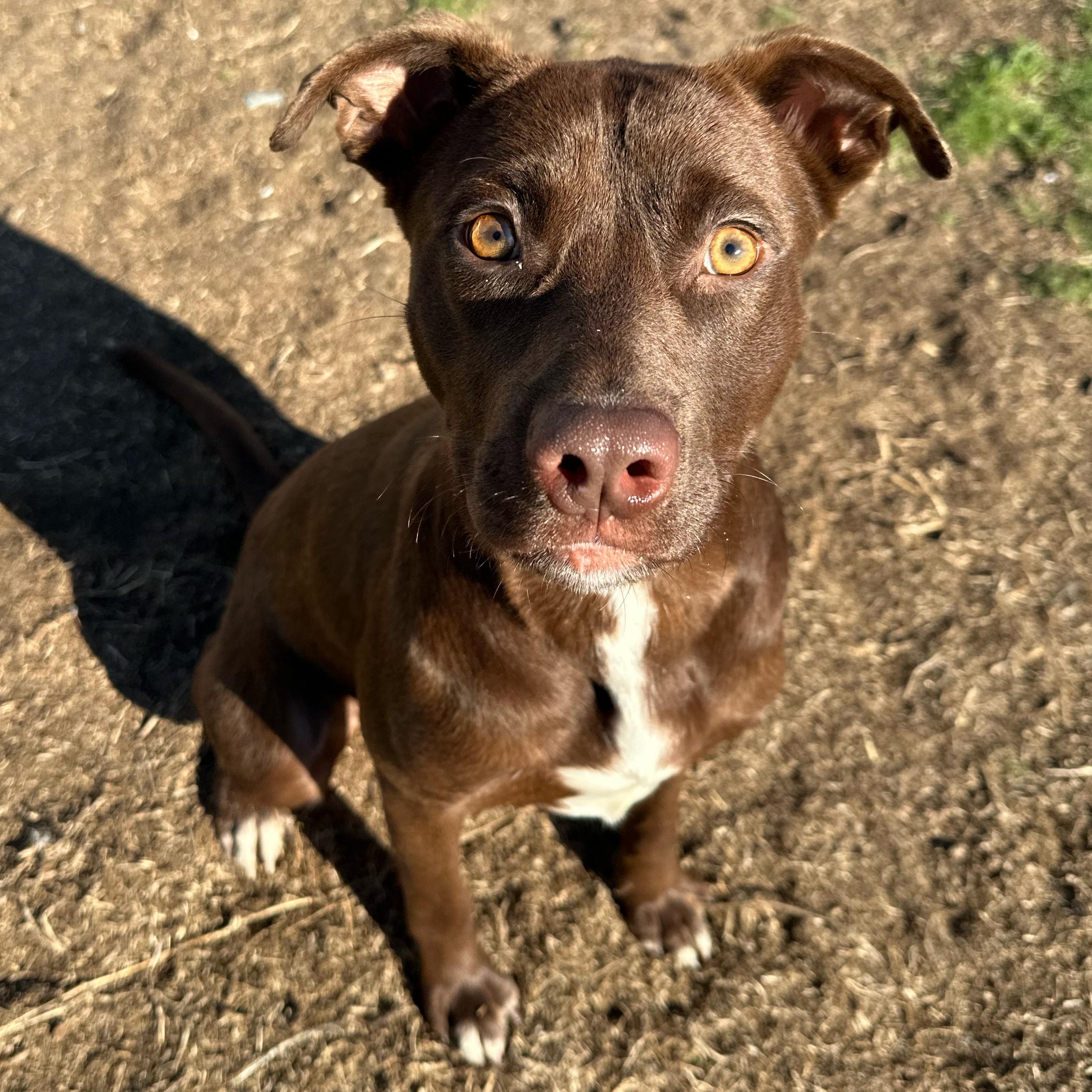 Enlarge Moose, a ADOPTABLE mixed breed in Valdosta, GA image 1/5