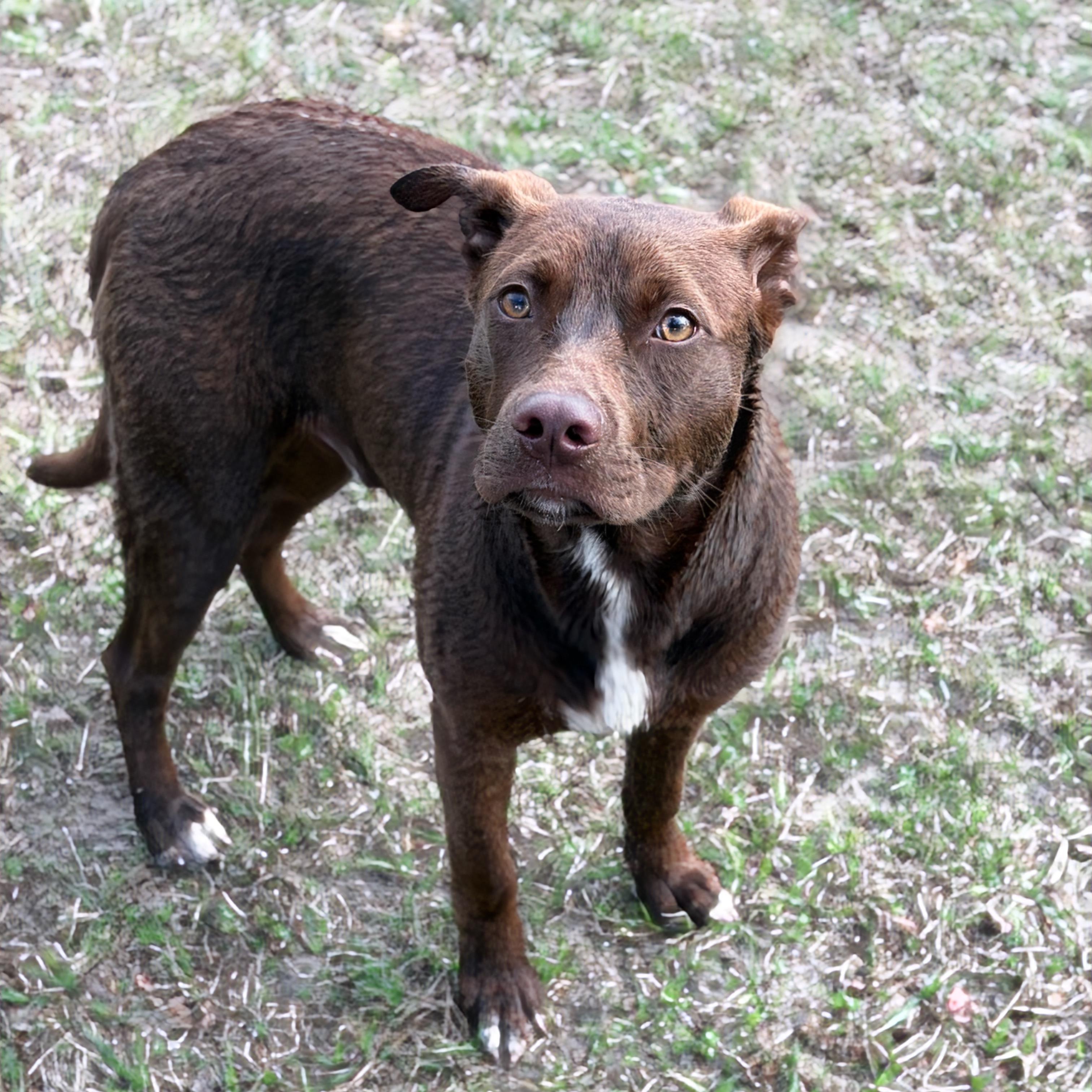 Enlarge Moose, a ADOPTABLE mixed breed in Valdosta, GA image 3/3