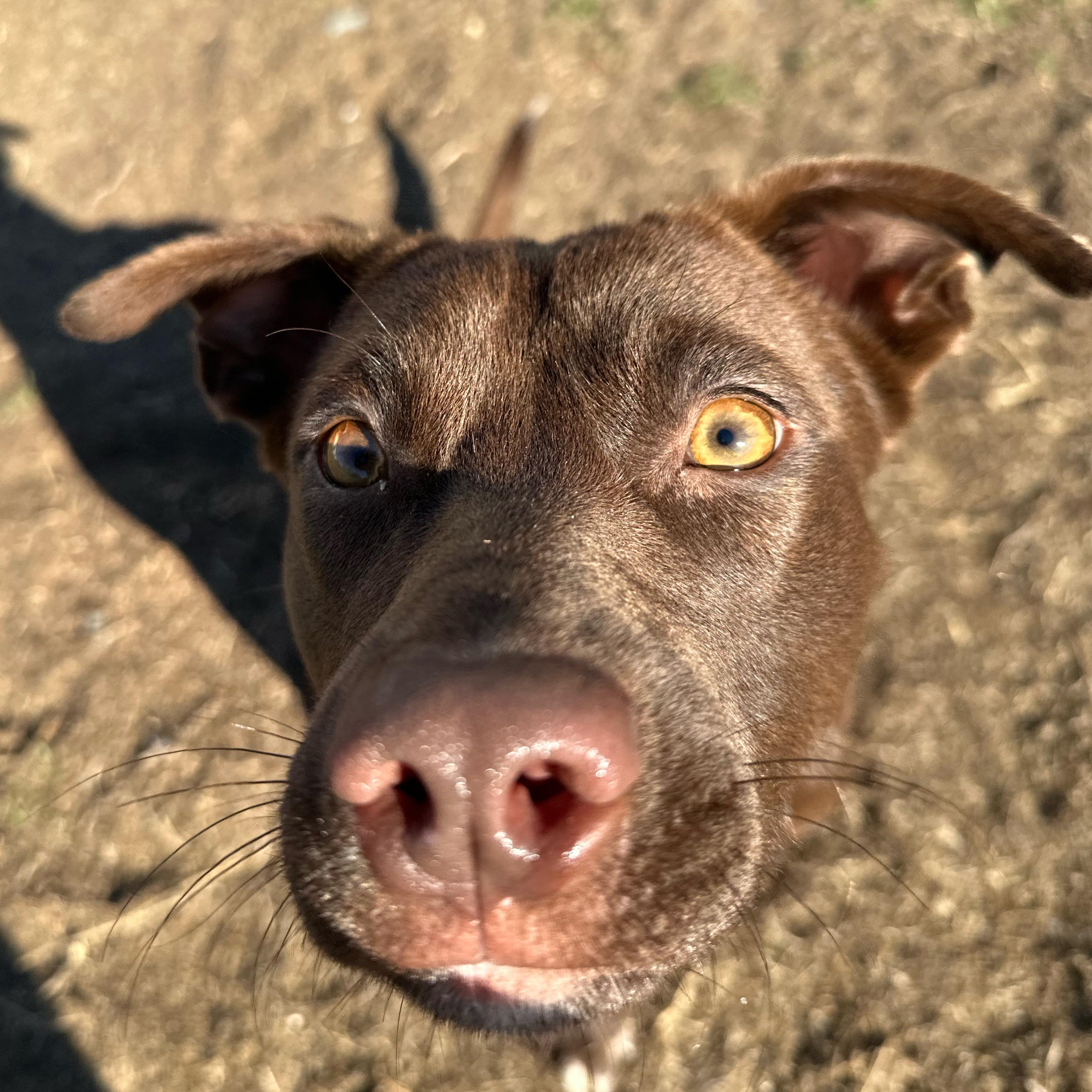 Enlarge Moose, a ADOPTABLE mixed breed in Valdosta, GA image 3/5