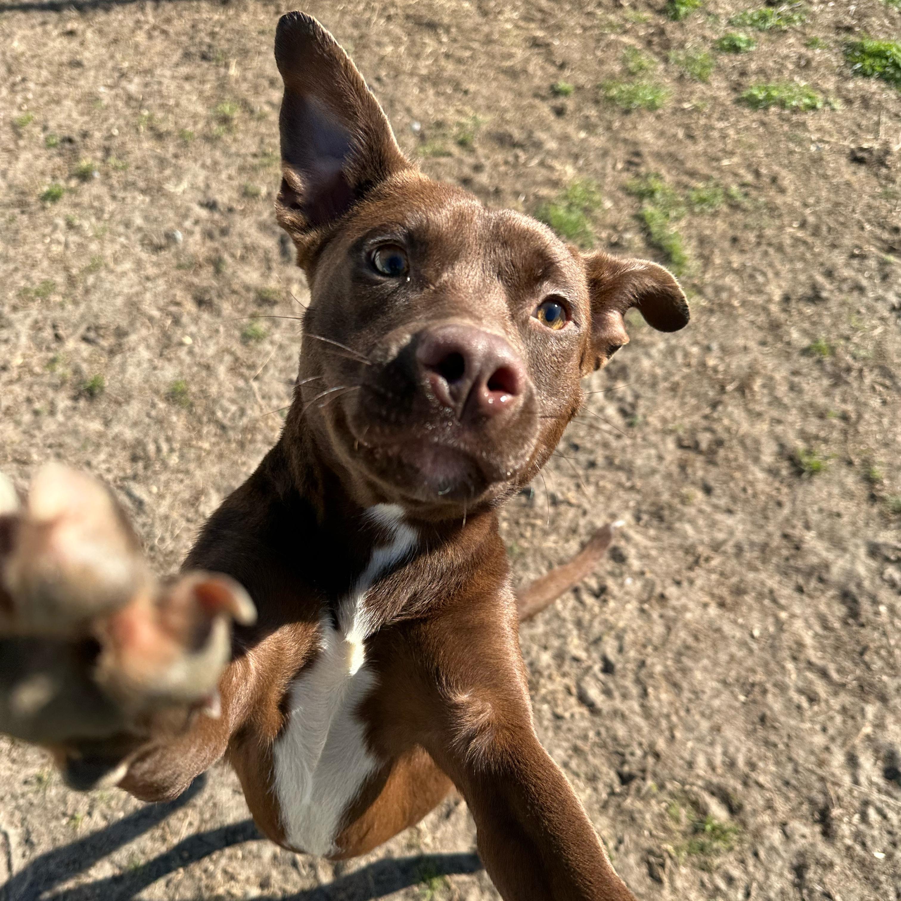 Enlarge Moose, a ADOPTABLE mixed breed in Valdosta, GA image 2/5