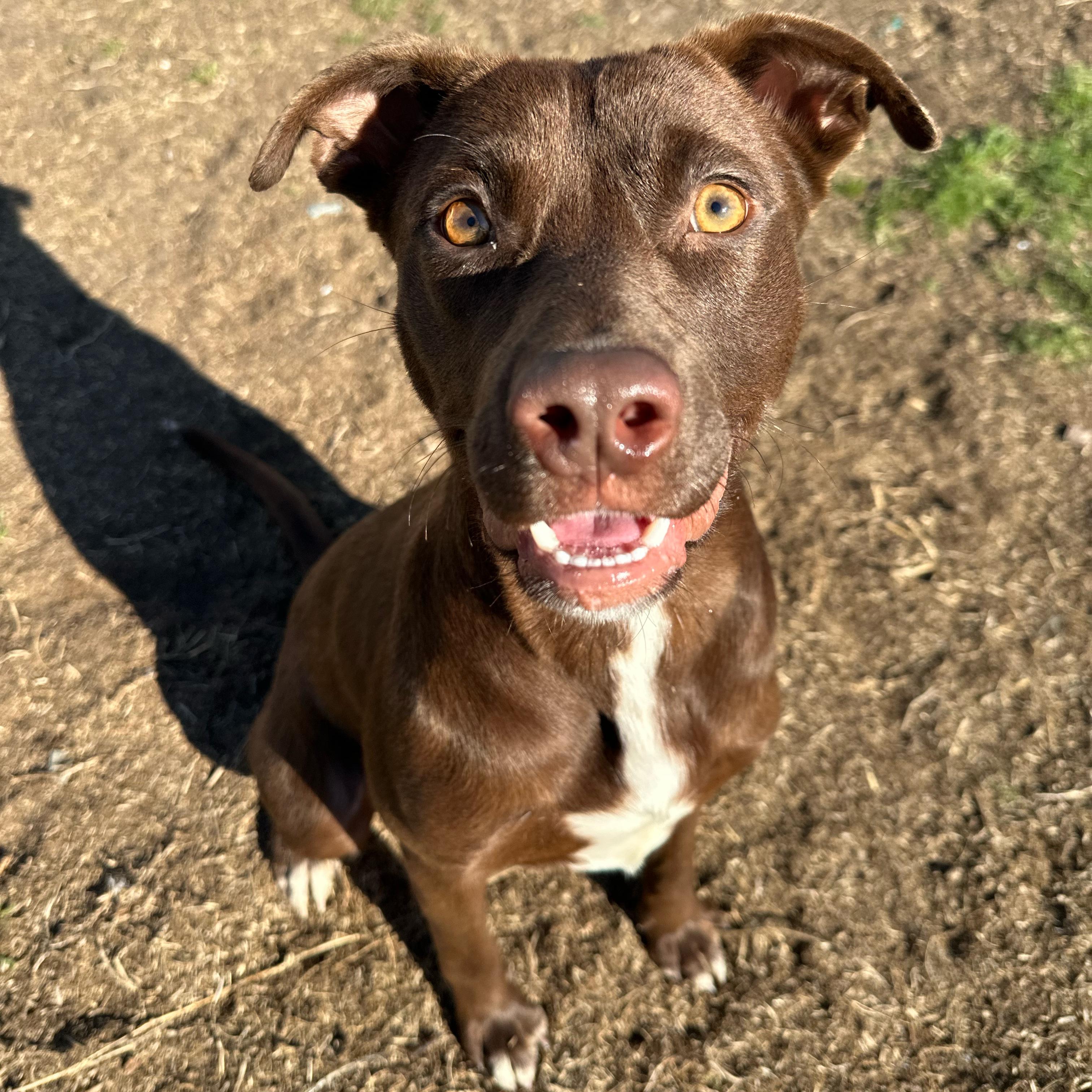 Enlarge Moose, a ADOPTABLE mixed breed in Valdosta, GA image 4/5