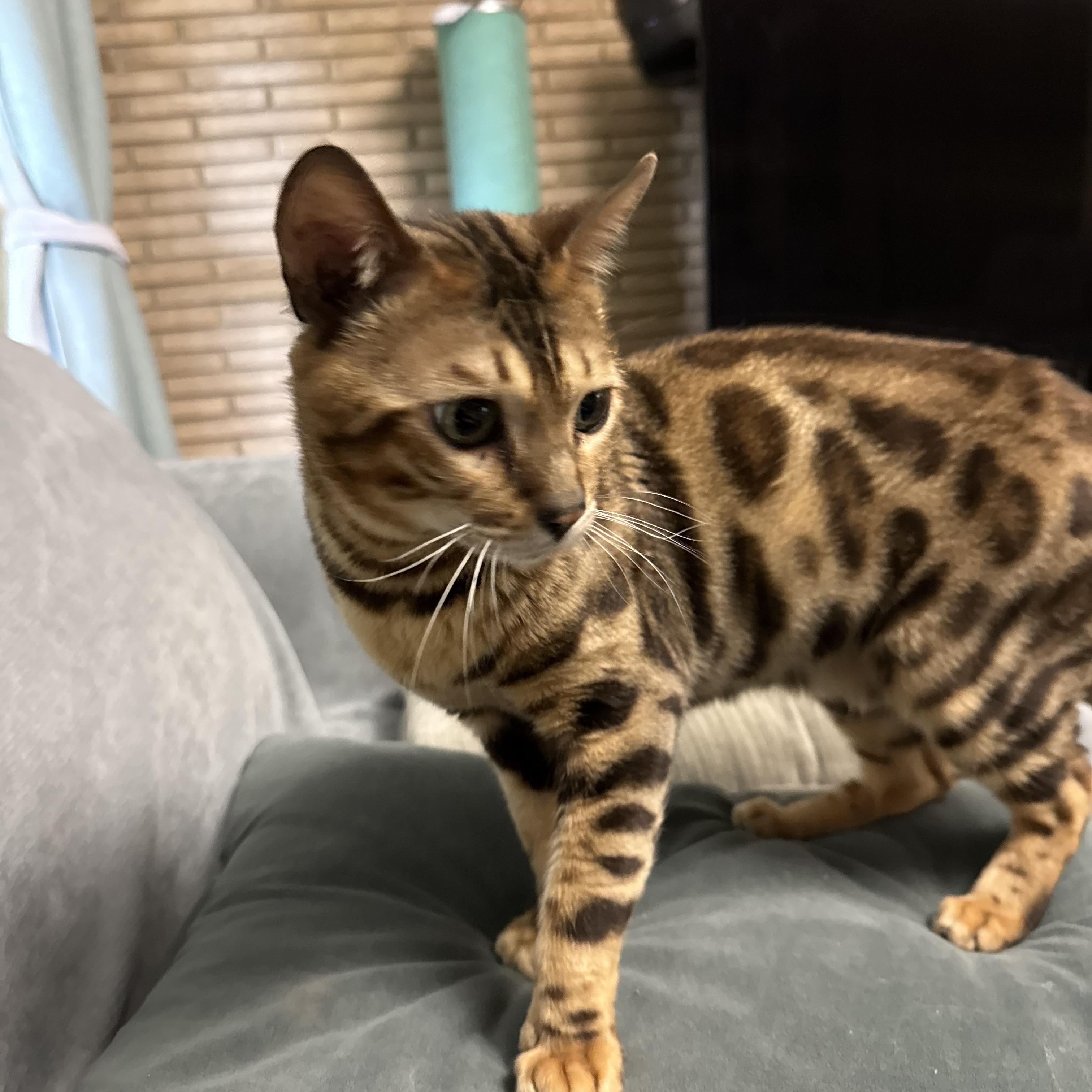 Loki, Adopted, Adult Male Bengal.