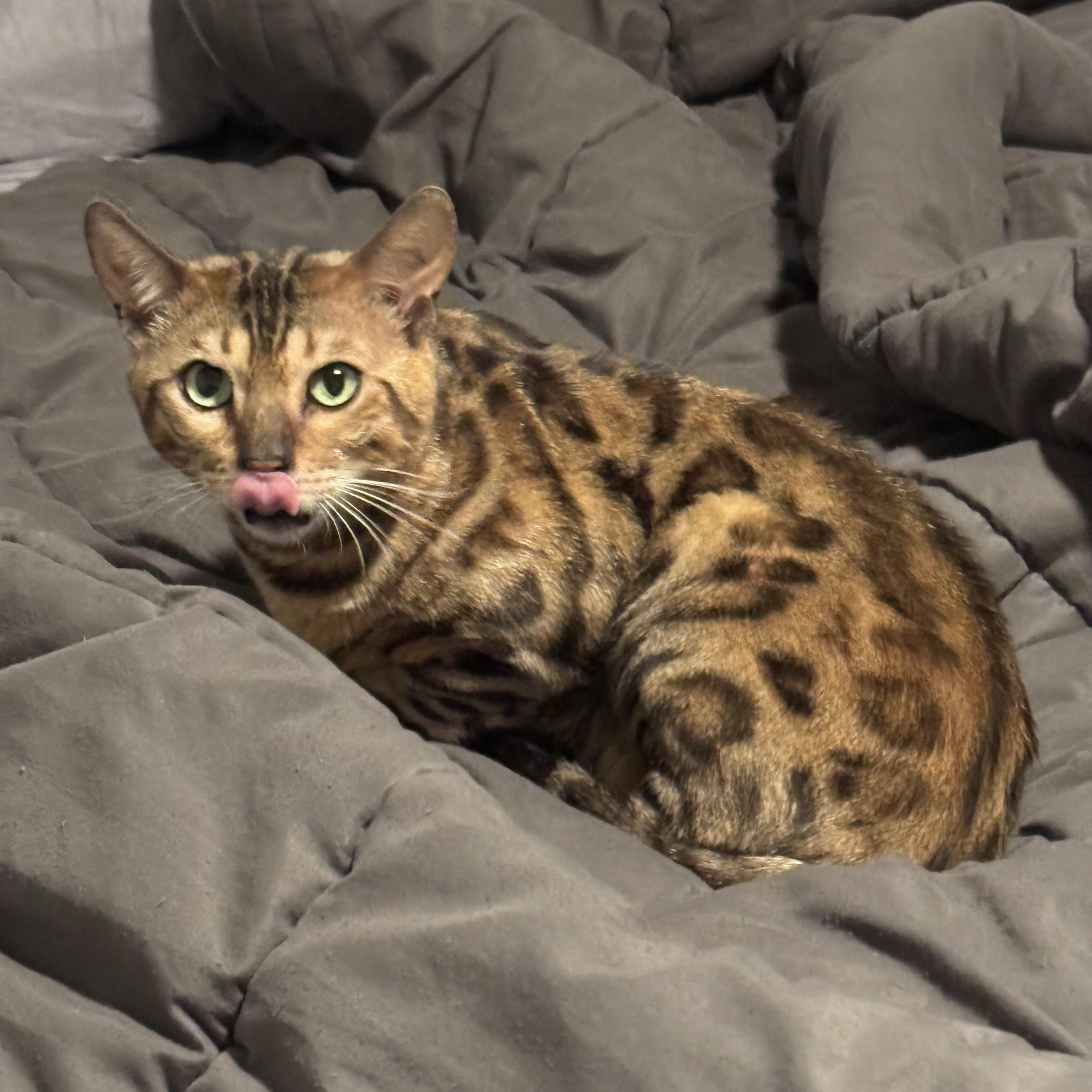 Loki, a Adopted Bengal in Howey in the hills, FL image 2/6