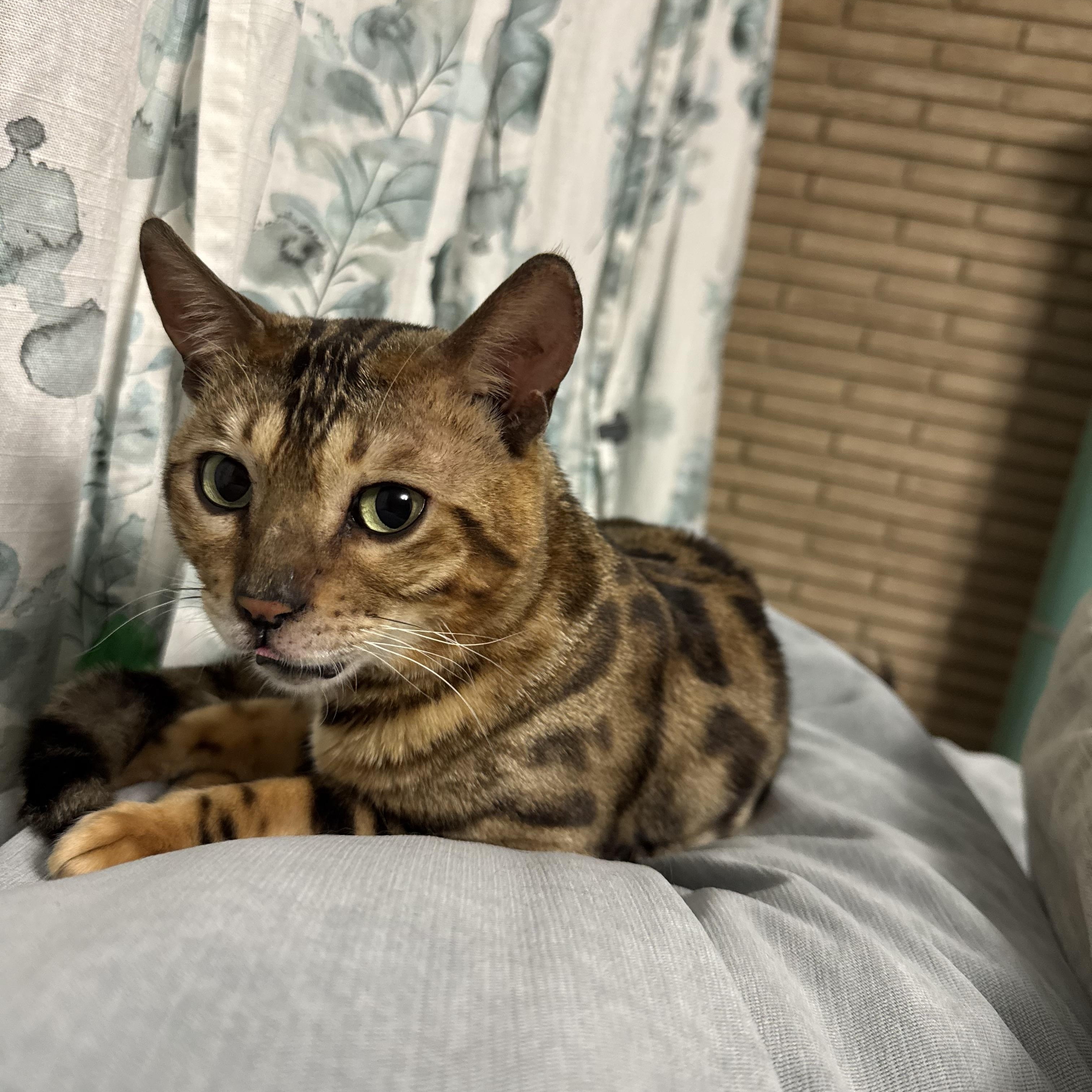 Loki, a Adopted Bengal in Howey in the hills, FL image 3/6