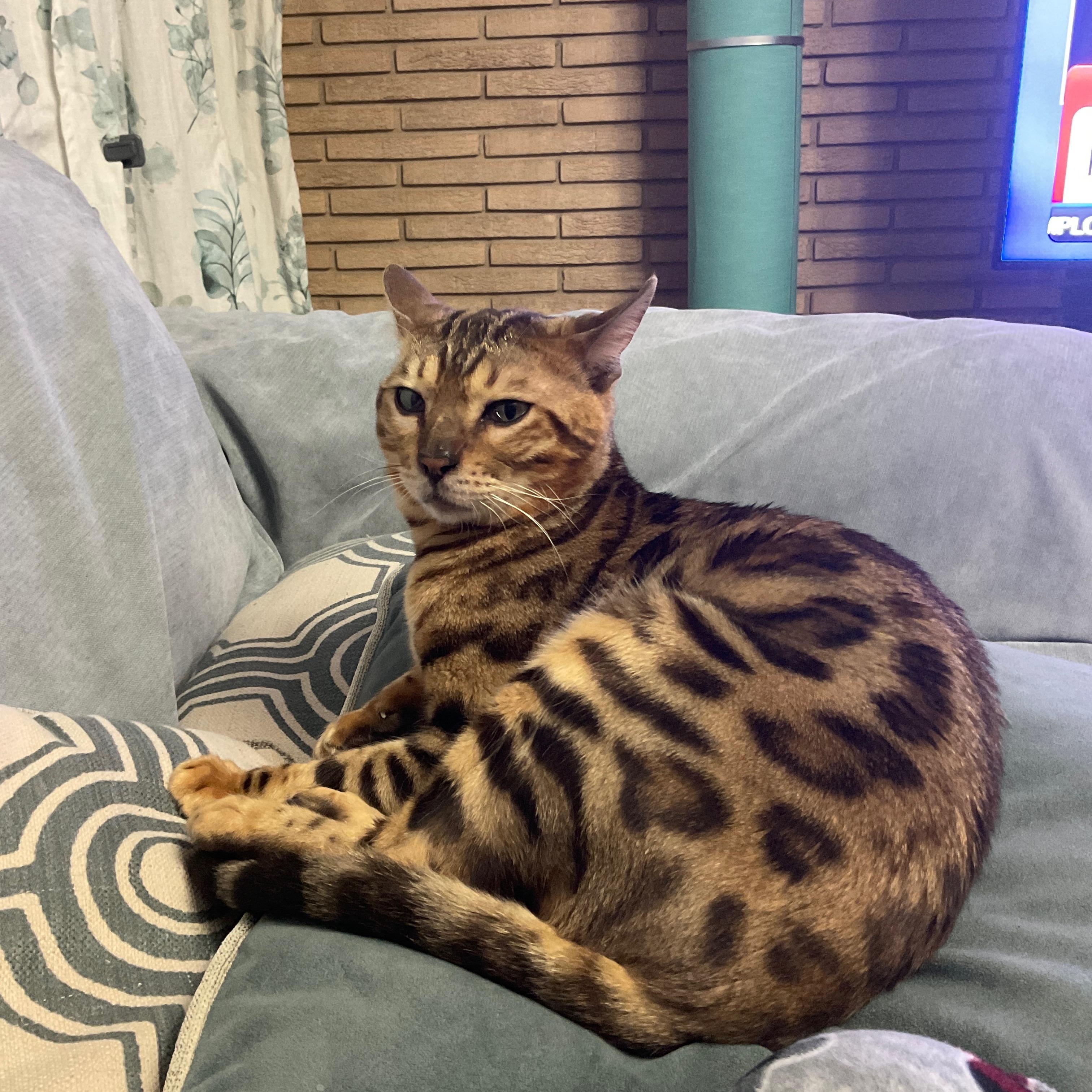 Loki, a Adopted Bengal in Howey in the hills, FL image 4/6