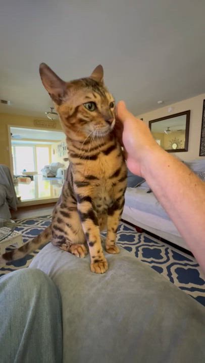 Enlarge Loki, a Adopted Bengal in Howey in the hills, FL video 5/6