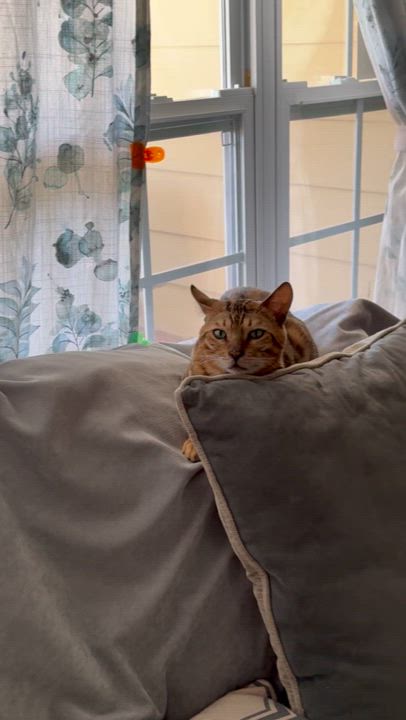 Enlarge Loki, a Adopted Bengal in Howey in the hills, FL video 6/6