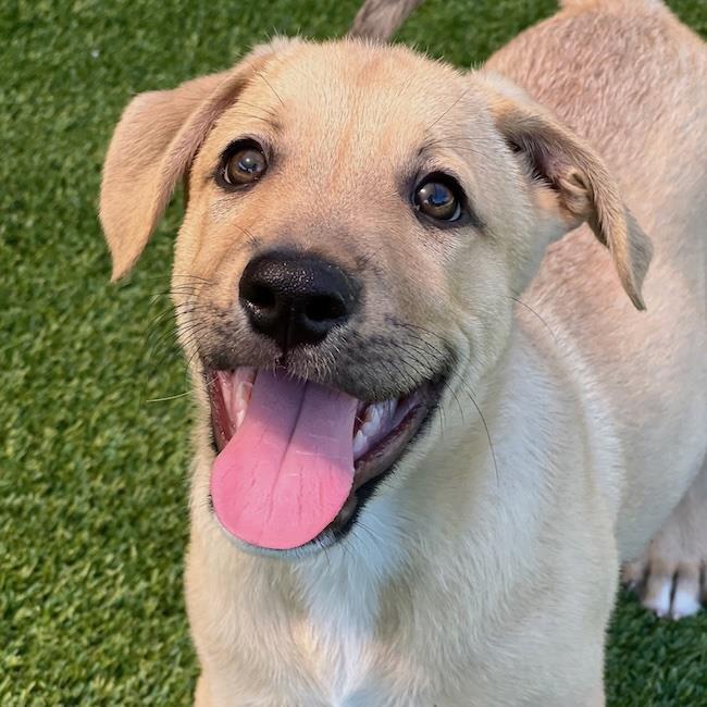 Enlarge Juice Box Pup - Gatorade, a Adoptable mixed breed in San Diego, CA image 1/3