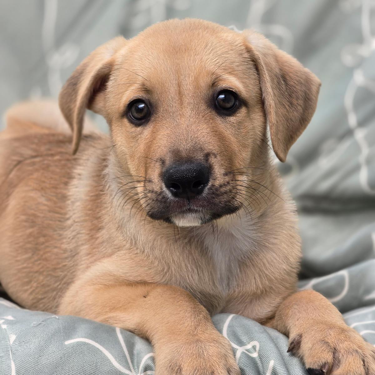 Enlarge Juice Box Pup - Gatorade, a Adoptable mixed breed in San Diego, CA image 3/3