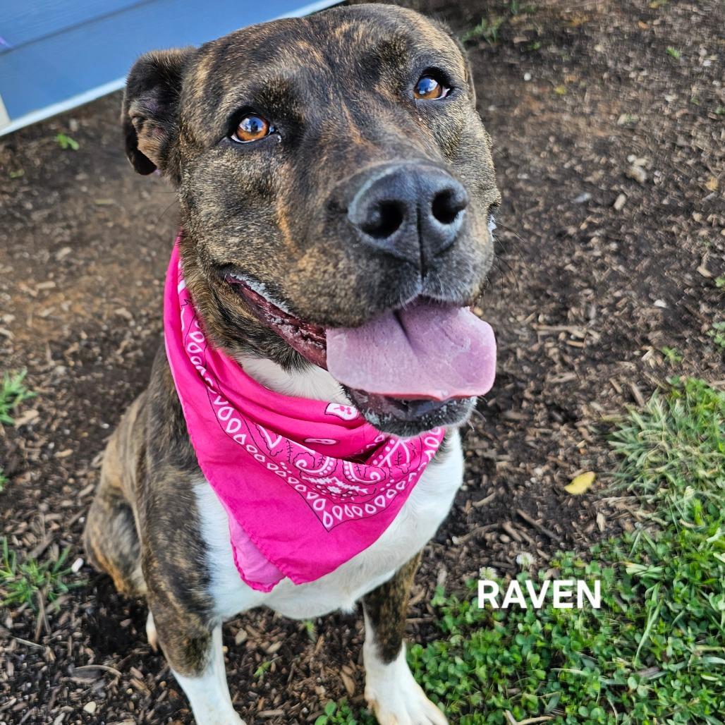 Raven, Adoptable, Adult Female Mixed Breed & Mixed Breed.